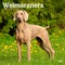Weimaraners | 2026 12 x 24 Inch (Hanging) Monthly Square Wall Calendar | Plastic-Free